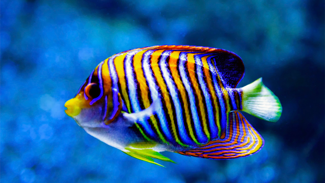 Illustration for article titled If You Don’t Like Any Of The Beautiful Fish In This List, Tell Us And We’ll Eat Them